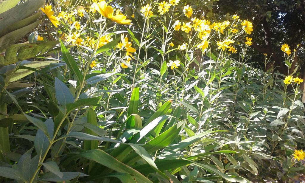 La Casa Di Giulia Apartment Forza d'Agro Bagian luar foto